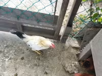 Chickens — fotografija 1