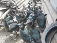 Ducks — الصورة 6