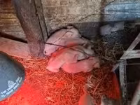 Säue, Schweine — Foto 4