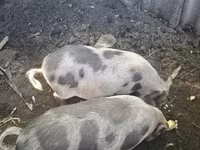 豚（ロット、性別未指定）, 豚 — 写真 1