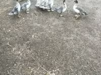 Ducks — fotografija 5