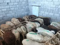 Ovca, Beulah Speckled face sheep — fotografija 5
