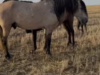 Pastuv, Bashkir horse — fotografija 2