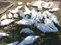 Ducks — fotografija 1