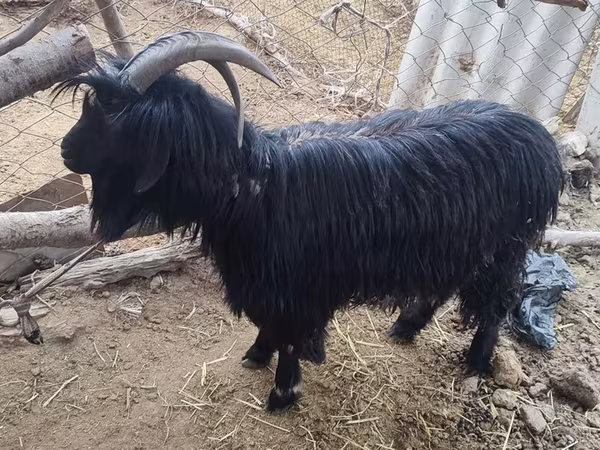 Koza, Dagestan coarsewool goat