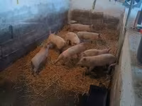 Porcs (lot, sexe non indiqué), Porcs — photo 5