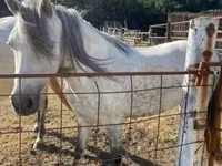 Mare, Hungarian horse breed — photo 2