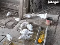Ducks — 照片 3
