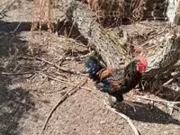 Chickens — Foto 5