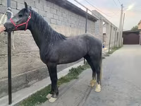 Pastuv, Kustanai horse — fotografija 1