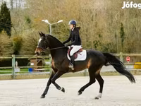 公马, Belgian warmblood horse — 照片 4