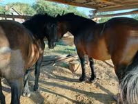 Yegua, Caballos — foto 1
