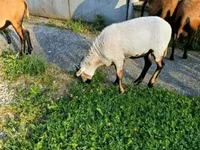 Ziegenbock, Ziegen — Foto 2