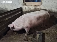 मादा सूअर, Крупная белая — फ़ोटो 2