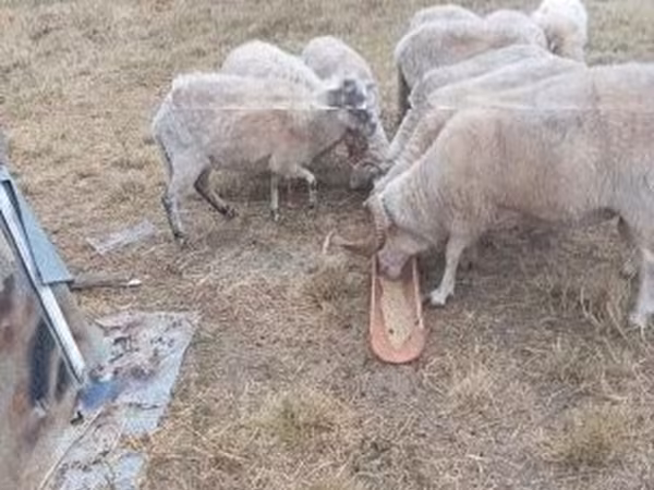 Bélier, Moutons — Hongrie