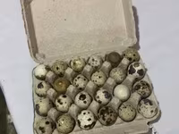 Quails — Foto 1