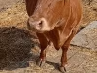 Krowa, Krowa limuzyńska — zdjęcie 2