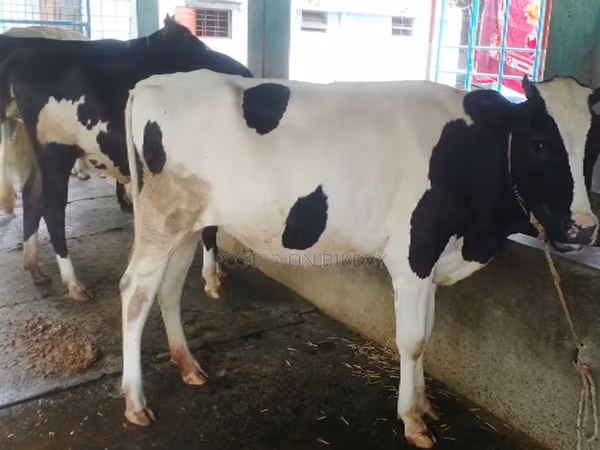 Krava, Russian Black pied cattle
