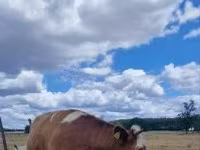 Krava, Simmental cattle — fotografija 2
