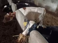Bulle, Simmental cattle — Foto 1