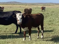 Ovca, Qashqai sheep — fotografija 5