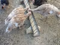 Turkeys — zdjęcie 4