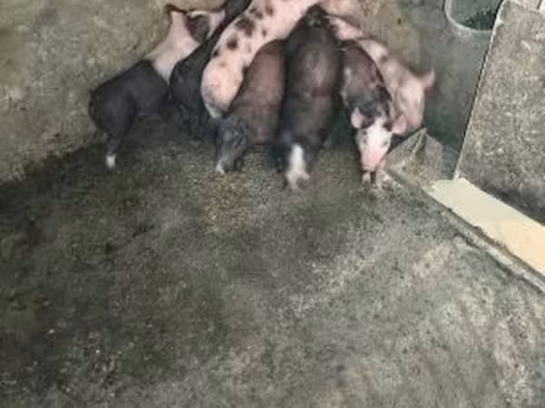 Porcs (lot, sexe non indiqué), Porcs — Hongrie
