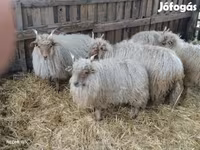 Carnero, Racka sheep — foto 3