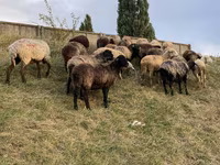Sheep, Sheep — photo 5