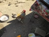 Chickens — Foto 2
