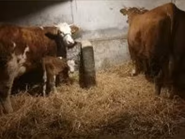 母牛, Simmental cattle