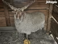 公羊, Racka sheep — 照片 1