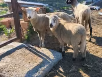 Қой, Tsigai sheep — 6-сурет