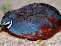 King Quail — photo 2