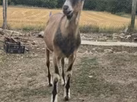 تيس, Alpine goat — الصورة 1