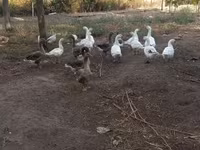 Geese — Foto 2