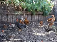 Bantam japonesa — foto 6