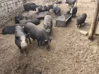 公猪, Вьетнамская вислобрюхая — 照片 3
