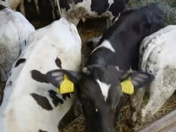 公牛, Russian Black pied cattle