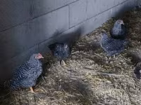Chickens — 照片 4