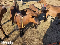 Cabro, Alpine goat — foto 7