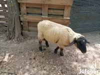 公羊, White Suffolk sheep — 照片 5