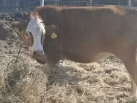 Kuh, Limousin-Kuh — Foto 4