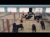 母羊, Racka sheep — 照片 4