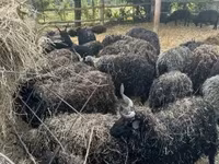 Sheep (batch, sex not specified), Sheep — photo 1
