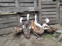Ducks — fotografija 2