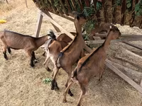 Taka, Alpine goat — 2-rasm