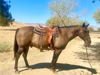 Pastuv, Quarter Horse — fotografija 5