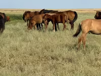 公马, Kazakh horse — 照片 8