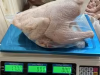 Chickens — photo 4